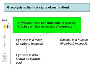 Glycolysis is the first stage of respiration!
Glycolysis splits one molecule of glucose
into two smaller molecules of pyruvate
Glucose is a hexose
(6-carbon) molecule
Pyruvate is a triose
(3-carbon) molecule
Pyruvate is also
known as pyruvic
acid
 