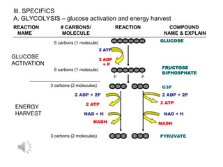 III. SPECIFICS
A. GLYCOLYSIS – glucose activation and energy harvest
REACTION          # CARBONS/                   REACTION          COMPOUND
 NAME              MOLECULE                                    NAME & EXPLAIN
              6 carbons (1 molecule)                          GLUCOSE

                                       2 ATP
GLUCOSE                                2 ADP
ACTIVATION                               +P
              6 carbons (1 molecule)                           FRUCTOSE
                                                               BIPHOSPHATE
                                               P          P

             3 carbons (2 molecules)                           G3P
                         2 ADP + 2P                            2 ADP + 2P

                              2 ATP                           2 ATP
 ENERGY
 HARVEST                     NAD + H                           NAD + H
                                  NADH                        NADH

             3 carbons (2 molecules)                          PYRUVATE
 