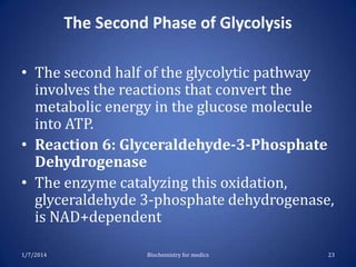 The Second Phase of Glycolysis
• The second half of the glycolytic pathway
involves the reactions that convert the
metabolic energy in the glucose molecule
into ATP.
• Reaction 6: Glyceraldehyde-3-Phosphate
Dehydrogenase
• The enzyme catalyzing this oxidation,
glyceraldehyde 3-phosphate dehydrogenase,
is NAD+dependent
1/7/2014

Biochemistry for medics

23

 