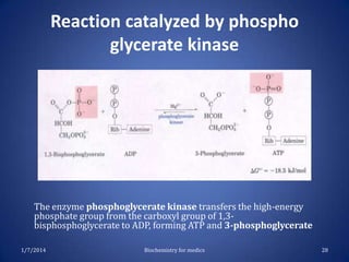 Reaction catalyzed by phospho
glycerate kinase

The enzyme phosphoglycerate kinase transfers the high-energy
phosphate group from the carboxyl group of 1,3bisphosphoglycerate to ADP, forming ATP and 3-phosphoglycerate
1/7/2014

Biochemistry for medics

28

 
