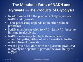 The Metabolic Fates of NADH and
Pyruvate —The Products of Glycolysis
• In addition to ATP, the products of glycolysis are
NADH and pyruvate.
• Their processing depends upon other cellular
pathways.
• NADH must be recycled to NAD+, lest NAD+ become
limiting in glycolysis.
• NADH can be recycled by both aerobic and
anaerobic paths, either of which results in further
metabolism of pyruvate.
• What a given cell does with the pyruvate produced
in glycolysis depends in part on the availability of
oxygen
1/7/2014

Biochemistry for medics

44

 