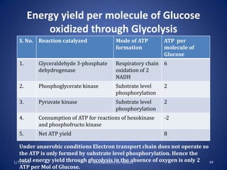 Energy yield per molecule of Glucose
oxidized through Glycolysis
S. No. Reaction catalyzed

Mode of ATP
formation

ATP per
molecule of
Glucose

1.

Glyceraldehyde 3-phosphate
dehydrogenase

Respiratory chain 6
oxidation of 2
NADH

2.

Phosphoglycerate kinase

Substrate level
phosphorylation

2

3.

Pyruvate kinase

Substrate level
phosphorylation

2

4.

Consumption of ATP for reactions of hexokinase
and phosphofructo kinase

-2

5.

Net ATP yield

8

Under anaerobic conditions Electron transport chain does not operate so
the ATP is only formed by substrate level phosphorylation. Hence the
total
1/7/2014 energy yield through glycolysis in the absence of oxygen is only 2
Biochemistry for medics
49
ATP per Mol of Glucose.

 