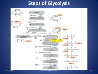 Steps of Glycolysis

1/7/2014

Biochemistry for medics

50

 