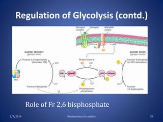 Regulation of Glycolysis (contd.)

Role of Fr 2,6 bisphosphate
1/7/2014

Biochemistry for medics

58

 