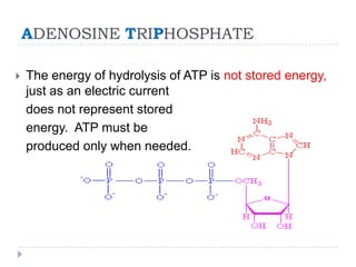 ADENOSINE TRIPHOSPHATE
 The energy of hydrolysis of ATP is not stored energy,
just as an electric current
does not represent stored
energy. ATP must be
produced only when needed.
 