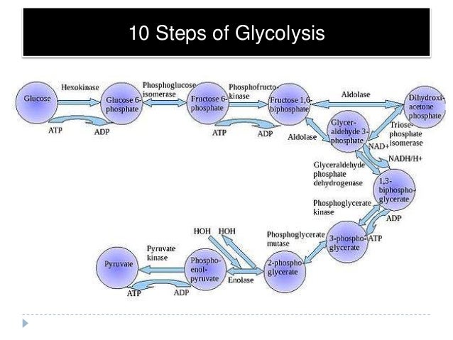 Glycolysis