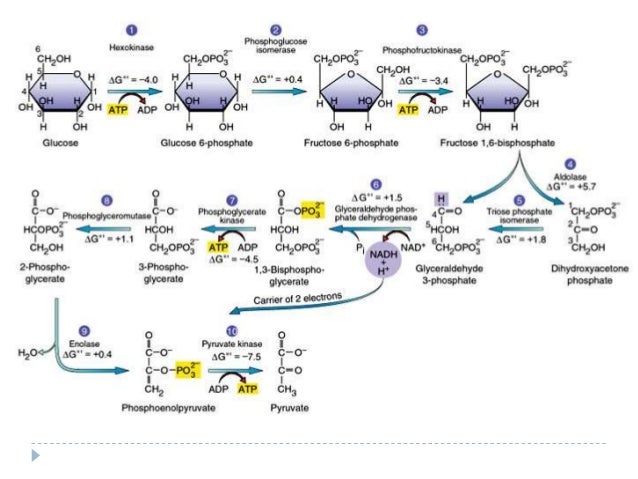 Glycolysis