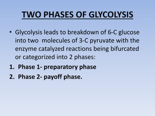 TWO PHASES OF GLYCOLYSIS
• Glycolysis leads to breakdown of 6-C glucose
into two molecules of 3-C pyruvate with the
enzyme catalyzed reactions being bifurcated
or categorized into 2 phases:
1. Phase 1- preparatory phase
2. Phase 2- payoff phase.
 