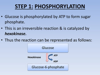 STEP 1: PHOSPHORYLATION
• Glucose is phosphorylated by ATP to form sugar
phosphate.
• This is an irreversible reaction & is catalyzed by
hexokinase.
• Thus the reaction can be represented as follows:
Glucose
Glucose-6-phosphate
Hexokinase
ATP
ADP
 