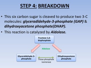 STEP 4: BREAKDOWN
• This six carbon sugar is cleaved to produce two 3-C
molecules: glyceradldehyde-3-phosphate (GAP) &
dihydroxyacetone phosphate(DHAP).
• This reaction is catalyzed by Aldolase.
Fructose-1,6-
bisphosphate
Glyceraldehyde-3-
phosphate
Dihydroxyacetone
phosphateTriose phosphate
isomerase
Aldolase
 