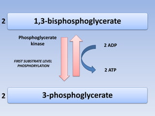1,3-bisphosphoglycerate
3-phosphoglycerate
Phosphoglycerate
kinase 2 ADP
2 ATP
FIRST SUBSTRATE LEVEL
PHOSPHORYLATION
2
2
 