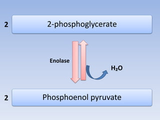 2-phosphoglycerate
Phosphoenol pyruvate
H₂O
Enolase
2
2
 