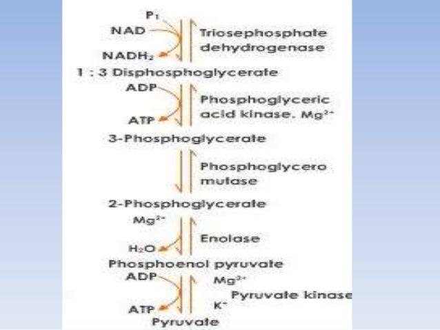 glycolysis steps