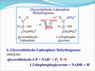 C
C
CH2OPO3
2
H O
H OH
C
C
CH2OPO3
2
O OPO3
2
H OH
+ Pi
+ H+
NAD+
NADH 1
2
3
2
3
1
glyceraldehyde- 1,3-bisphospho-
3-phosphate glycerate
Glyceraldehyde-3-phosphate
Dehydrogenase
6. Glyceraldehyde-3-phosphate Dehydrogenase
catalyzes:
glyceraldehyde-3-P + NAD+ + Pi 
1,3-bisphosphoglycerate + NADH + H+
 