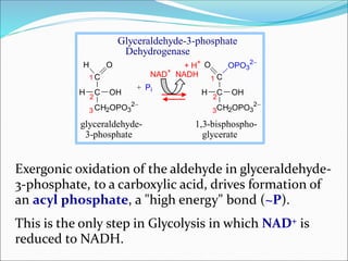 C
C
CH2OPO3
2
H O
H OH
C
C
CH2OPO3
2
O OPO3
2
H OH
+ Pi
+ H+
NAD+
NADH 1
2
3
2
3
1
glyceraldehyde- 1,3-bisphospho-
3-phosphate glycerate
Glyceraldehyde-3-phosphate
Dehydrogenase
Exergonic oxidation of the aldehyde in glyceraldehyde-
3-phosphate, to a carboxylic acid, drives formation of
an acyl phosphate, a "high energy" bond (~P).
This is the only step in Glycolysis in which NAD+ is
reduced to NADH.
 