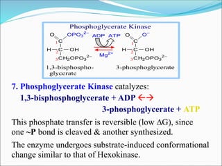 C
C
CH2OPO3
2
O OPO3
2
H OH
C
C
CH2OPO3
2
O O
H OH
ADP ATP
1
22
3 3
1
Mg2+
1,3-bisphospho- 3-phosphoglycerate
glycerate
Phosphoglycerate Kinase
7. Phosphoglycerate Kinase catalyzes:
1,3-bisphosphoglycerate + ADP 
3-phosphoglycerate + ATP
This phosphate transfer is reversible (low DG), since
one ~P bond is cleaved & another synthesized.
The enzyme undergoes substrate-induced conformational
change similar to that of Hexokinase.
 