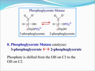C
C
CH2OH
O O
H OPO3
2
2
3
1
C
C
CH2OPO3
2
O O
H OH2
3
1
3-phosphoglycerate 2-phosphoglycerate
Phosphoglycerate Mutase
8. Phosphoglycerate Mutase catalyzes:
3-phosphoglycerate  2-phosphoglycerate
Phosphate is shifted from the OH on C3 to the
OH on C2.
 