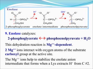 9. Enolase catalyzes:
2-phosphoglycerate  phosphoenolpyruvate + H2O
This dehydration reaction is Mg++-dependent.
2 Mg++ ions interact with oxygen atoms of the substrate
carboxyl group at the active site.
The Mg++ ions help to stabilize the enolate anion
intermediate that forms when a Lys extracts H+ from C #2.
C
C
CH2OH
O O
H OPO3
2
C
C
CH2OH

O O
OPO3
2
C
C
CH2
O O
OPO3
2
OH
2
3
1
2
3
1
H
2-phosphoglycerate enolate intermediate phosphoenolpyruvate
Enolase
 