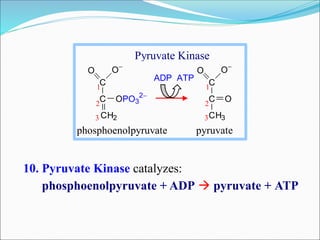 10. Pyruvate Kinase catalyzes:
phosphoenolpyruvate + ADP  pyruvate + ATP
C
C
CH3
O O
O2
3
1
ADP ATP
C
C
CH2
O O
OPO3
2
2
3
1
phosphoenolpyruvate pyruvate
Pyruvate Kinase
 