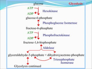 Hexokinase
Phosphofructokinase
glucose Glycolysis
ATP
ADP
glucose-6-phosphate
Phosphoglucose Isomerase
fructose-6-phosphate
ATP
ADP
fructose-1,6-bisphosphate
Aldolase
glyceraldehyde-3-phosphate + dihydroxyacetone-phosphate
Triosephosphate
Isomerase
Glycolysis continued
 