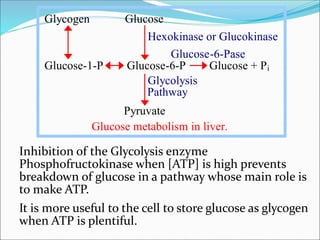 Inhibition of the Glycolysis enzyme
Phosphofructokinase when [ATP] is high prevents
breakdown of glucose in a pathway whose main role is
to make ATP.
It is more useful to the cell to store glucose as glycogen
when ATP is plentiful.
Glycogen Glucose
Hexokinase or Glucokinase
Glucose-6-Pase
Glucose-1-P Glucose-6-P Glucose + Pi
Glycolysis
Pathway
Pyruvate
Glucose metabolism in liver.
 