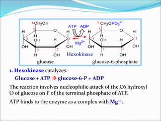 H O
OH
H
OHH
OH
CH2OH
H
OH
H H O
OH
H
OHH
OH
CH2OPO3
2
H
OH
H
23
4
5
6
1 1
6
5
4
3 2
ATP ADP
Mg2+
glucose glucose-6-phosphate
Hexokinase
1. Hexokinase catalyzes:
Glucose + ATP  glucose-6-P + ADP
The reaction involves nucleophilic attack of the C6 hydroxyl
O of glucose on P of the terminal phosphate of ATP.
ATP binds to the enzyme as a complex with Mg++.
 