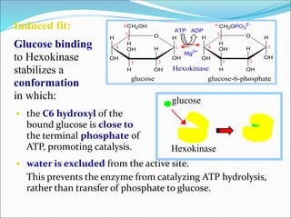  the C6 hydroxyl of the
bound glucose is close to
the terminal phosphate of
ATP, promoting catalysis.
 water is excluded from the active site.
This prevents the enzyme from catalyzing ATP hydrolysis,
rather than transfer of phosphate to glucose.
glucose
Hexokinase
H O
OH
H
OHH
OH
CH2OH
H
OH
H H O
OH
H
OHH
OH
CH2OPO3
2
H
OH
H
23
4
5
6
1 1
6
5
4
3 2
ATP ADP
Mg2+
glucose glucose-6-phosphate
Hexokinase
Induced fit:
Glucose binding
to Hexokinase
stabilizes a
conformation
in which:
 
