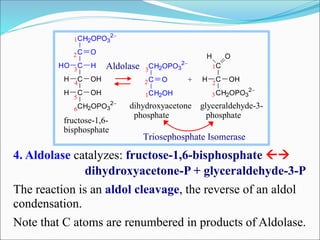 4. Aldolase catalyzes: fructose-1,6-bisphosphate 
dihydroxyacetone-P + glyceraldehyde-3-P
The reaction is an aldol cleavage, the reverse of an aldol
condensation.
Note that C atoms are renumbered in products of Aldolase.
6
5
4
3
2
1CH2OPO3
2
C
C
C
C
CH2OPO3
2
O
HO H
H OH
H OH
3
2
1
CH2OPO3
2
C
CH2OH
O
C
C
CH2OPO3
2
H O
H OH+
1
2
3
fructose-1,6-
bisphosphate
Aldolase
dihydroxyacetone glyceraldehyde-3-
phosphate phosphate
Triosephosphate Isomerase
 