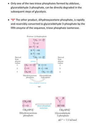  Only one of the two triose phosphates formed by aldolase,
glyceraldehyde 3-phosphate, can be directly degraded in the
subsequent steps of glycolysis.
 *5* The other product, dihydroxyacetone phosphate, is rapidly
and reversibly converted to glyceraldehyde 3-phosphate by the
fifth enzyme of the sequence, triose phosphate isomerase.
 