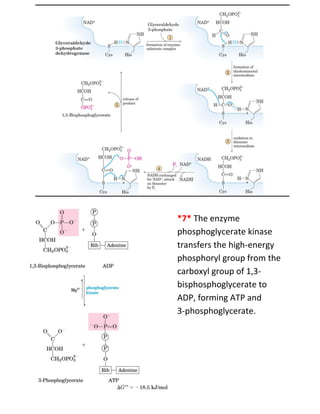  *7* The enzyme
phosphoglycerate kinase
transfers the high-energy
phosphoryl group from the
carboxyl group of 1,3-
bisphosphoglycerate to
ADP, forming ATP and
3-phosphoglycerate.

 