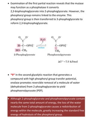  Examination of the first partial reaction reveals that the mutase
may function as a phosphatase it converts
2,3-bisphosphoglycerate into 2-phosphoglycerate. However, the
phosphoryl group remains linked to the enzyme. This
phosphoryl group is then transferred to 3-phosphoglycerate to
reform 2,3-bisphosphoglycerate.
 *9* In the second glycolytic reaction that generates a
compound with high phosphoryl group transfer potential,
enolase promotes reversible removal of a molecule of water
(dehydration) from 2-phosphoglycerate to yield
phosphoenolpyruvate (PEP).
 Although 2-phosphoglycerate and phosphoenolpyruvate contain
nearly the same total amount of energy, the loss of the water
molecule from 2-phosphoglycerate causes a redistribution of
energy within the molecule, greatly increasing the standard free
energy of hydrolysis of the phosphoryl group.
 