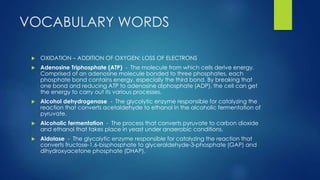 VOCABULARY WORDS
 OXIDATION – ADDITION OF OXYGEN; LOSS OF ELECTRONS
 Adenosine Triphosphate (ATP) - The molecule from which cells derive energy.
Comprised of an adenosine molecule bonded to three phosphates, each
phosphate bond contains energy, especially the third bond. By breaking that
one bond and reducing ATP to adenosine diphosphate (ADP), the cell can get
the energy to carry out its various processes.
 Alcohol dehydrogenase - The glycolytic enzyme responsible for catalyzing the
reaction that converts acetaldehyde to ethanol in the alcoholic fermentation of
pyruvate.
 Alcoholic fermentation - The process that converts pyruvate to carbon dioxide
and ethanol that takes place in yeast under anaerobic conditions.
 Aldolase - The glycolytic enzyme responsible for catalyzing the reaction that
converts fructose-1,6-bisphosphate to glyceraldehyde-3-phosphate (GAP) and
dihydroxyacetone phosphate (DHAP).
 