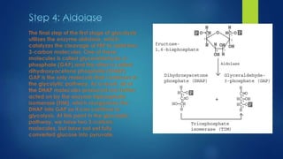 Glycolysis