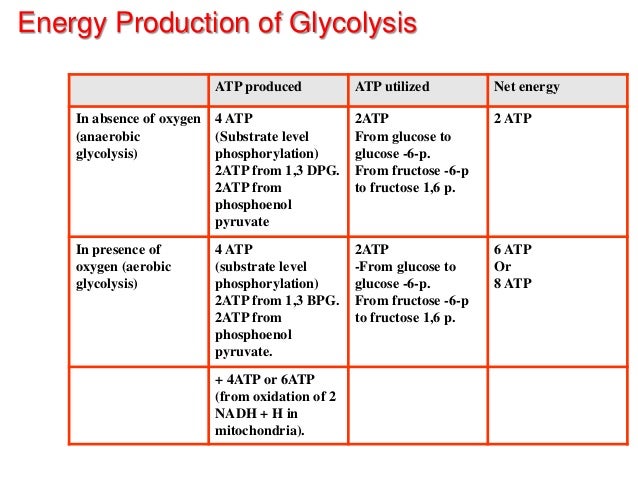 What is glycolysis followed by in the presence of oxygen?