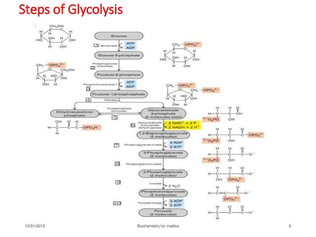 glycolysis 10 steps of glycolysis