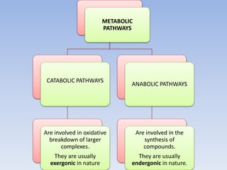 METABOLIC
PATHWAYS
CATABOLIC PATHWAYS
Are involved in oxidative
breakdown of larger
complexes.
They are usually
exergonic in nature
ANABOLIC PATHWAYS
Are involved in the
synthesis of
compounds.
They are usually
endergonic in nature.
 