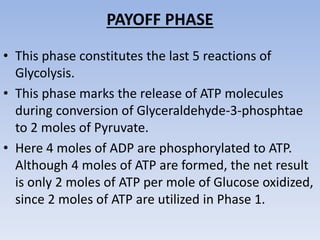 PAYOFF PHASE
• This phase constitutes the last 5 reactions of
Glycolysis.
• This phase marks the release of ATP molecules
during conversion of Glyceraldehyde-3-phosphtae
to 2 moles of Pyruvate.
• Here 4 moles of ADP are phosphorylated to ATP.
Although 4 moles of ATP are formed, the net result
is only 2 moles of ATP per mole of Glucose oxidized,
since 2 moles of ATP are utilized in Phase 1.
 