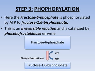 STEP 3: PHOPHORYLATION
• Here the Fructose-6-phosphate is phosphorylated
by ATP to fructose-1,6-bisphosphate.
• This is an irreversible reaction and is catalyzed by
phosphofructokinase enzyme.
Fructose-6-phosphate
Fructose-1,6-bisphosphate
ATP
ADPPhosphofructokinase
 