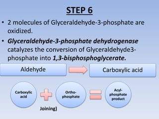 STEP 6
• 2 molecules of Glyceraldehyde-3-phosphate are
oxidized.
• Glyceraldehyde-3-phosphate dehydrogenase
catalyzes the conversion of Glyceraldehyde3-
phosphate into 1,3-bisphosphoglycerate.
Aldehyde Carboxylic acid
Carboxylic
acid
Ortho-
phosphate
Acyl-
phosphate
product
Joining)
 