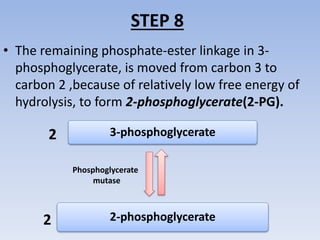 STEP 8
• The remaining phosphate-ester linkage in 3-
phosphoglycerate, is moved from carbon 3 to
carbon 2 ,because of relatively low free energy of
hydrolysis, to form 2-phosphoglycerate(2-PG).
3-phosphoglycerate
2-phosphoglycerate
Phosphoglycerate
mutase
2
2
 