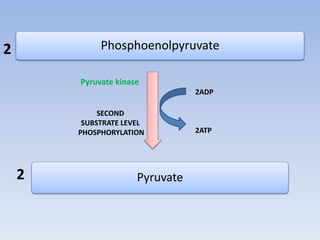 Phosphoenolpyruvate
Pyruvate
2
2
Pyruvate kinase
SECOND
SUBSTRATE LEVEL
PHOSPHORYLATION
2ADP
2ATP
 