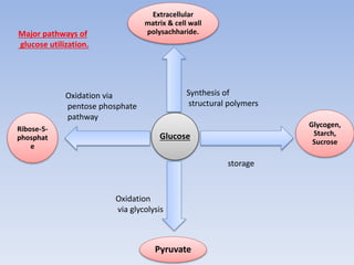 Glucose
Extracellular
matrix & cell wall
polysachharide.
Glycogen,
Starch,
Sucrose
Pyruvate
Ribose-5-
phosphat
e
Oxidation via
pentose phosphate
pathway
Synthesis of
structural polymers
storage
Oxidation
via glycolysis
Major pathways of
glucose utilization.
 