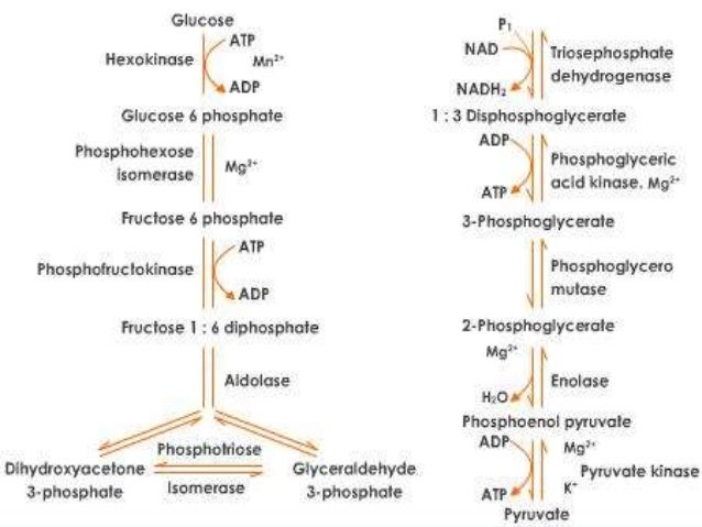 phosphate fructose structure of 6 Glycolysis phosphate fructose structure of 6 Glycolysis
