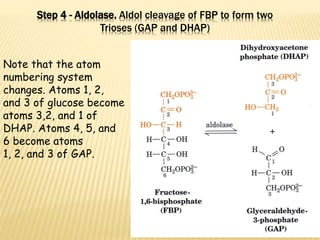 Glycolysis | PPTX