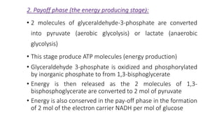 2. Payoff phase (the energy producing stage(:
• 2 molecules of glyceraldehyde-3-phosphate are converted
into pyruvate (aerobic glycolysis) or lactate (anaerobic
glycolysis)
• This stage produce ATP molecules (energy production)
• Glyceraldehyde 3-phosphate is oxidized and phosphorylated
by inorganic phosphate to from 1,3-bisphoglycerate
• Energy is then released as the 2 molecules of 1,3-
bisphosphoglycerate are converted to 2 mol of pyruvate
• Energy is also conserved in the pay-off phase in the formation
of 2 mol of the electron carrier NADH per mol of glucose
 
