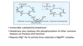 • Irreversible, catalyzed by hexokinase
• Hexokinase also catalyzes the phosphorylation of other common
hexoses s/a fructose and mannose
• Requires Mg2+ for its activity (true substrate is MgATP2- complex
 