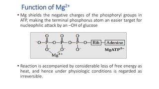 Function of Mg2+
• Mg shields the negative charges of the phosphoryl groups in
ATP, making the terminal phosphorus atom an easier target for
nucleophilic attack by an –OH of glucose
• Reaction is accompanied by considerable loss of free energy as
heat, and hence under physiologic conditions is regarded as
irreversible.
 