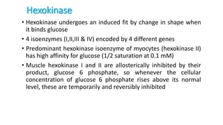 Hexokinase
• Hexokinase undergoes an induced fit by change in shape when
it binds glucose
• 4 isoenzymes (I,II,III & IV) encoded by 4 different genes
• Predominant hexokinase isoenzyme of myocytes (hexokinase II)
has high affinity for glucose (1/2 saturation at 0.1 mM)
• Muscle hexokinase I and II are allosterically inhibited by their
product, glucose 6 phosphate, so whenever the cellular
concentration of glucose 6 phosphate rises above its normal
level, these are temporarily and reversibly inhibited
 
