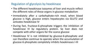 Regulation of glycolysis by hexokinase
• The different hexokinase isozymes of liver and muscle reflect
the different roles of these organs in glucose metabolism
• Immediately after a carbohydrate-rich meal, when blood
glucose is high, glucose enters hepatocytes via GLUT2 and
activates hexokinase IV
• During fast, fructose-6-phosphate triggers the inhibition of
hexokinase IV by regulatory protein. So liver does not
compete with other organs for the scarce glucose
• Hexokinase IV is not inhibited by glucose-6-phosphate and
can therefore continue to operate when the accumulation of
glucose-6-phosphate completely inhibits hexokinases I-III
 