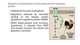 Regulation of glucokinase activity by glucokinase regulatory
protein
• Inhibited by fructose 6-phosphate
• Regulation achieved by reversible
binding to the hepatic protein
glucokinase regulatory protein (GKRP)
• When blood glucose level increases,
glucokinase is released from GKRP
and enzyme reenters the cytosol and
glycolysis is proceed
 